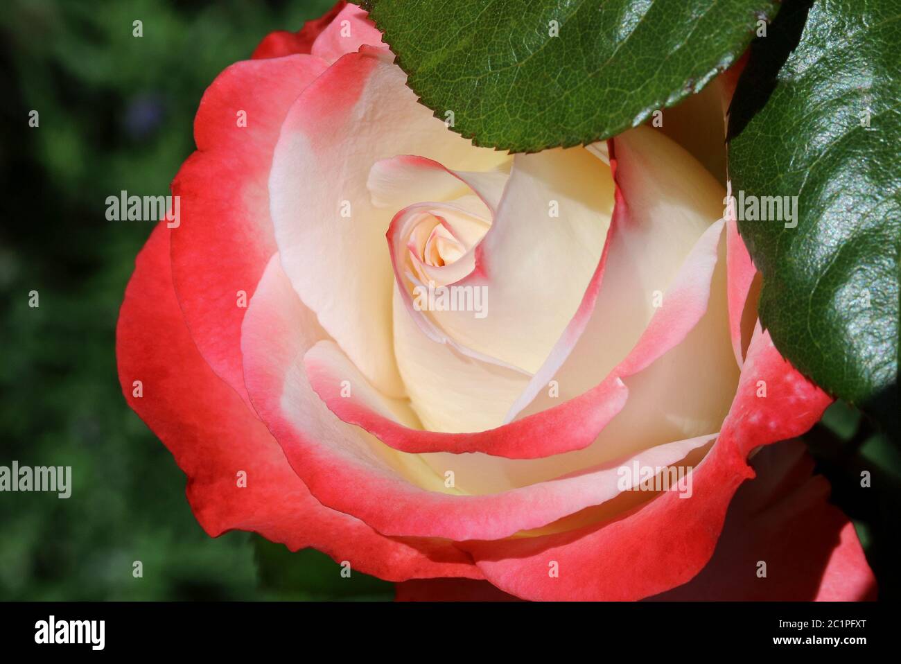 floraison rose Banque D'Images