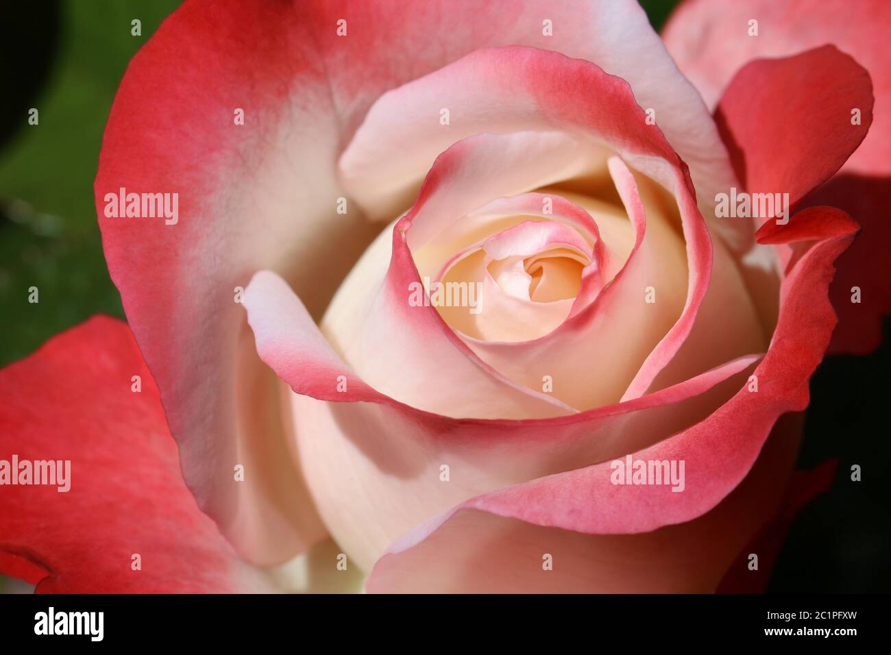 floraison rose Banque D'Images