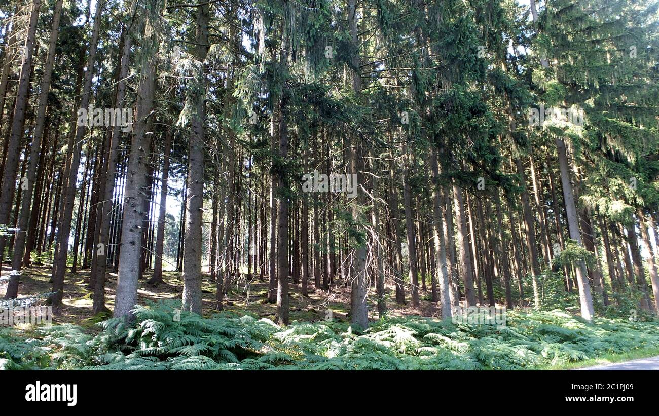 Forst, arbres Banque D'Images