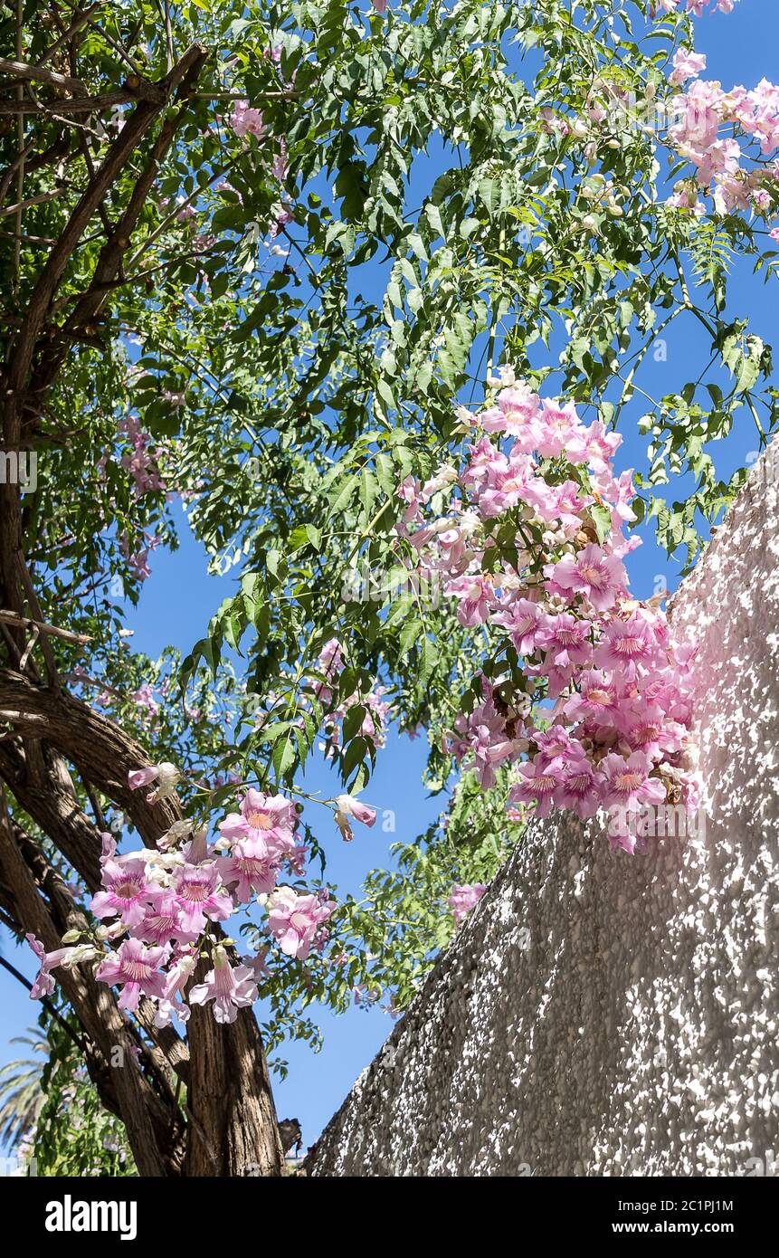 Branches fleuris de Podranea Ricasoliana, ou plus communément connu sous le nom de Zimbabwe Creeper, Pink Trumpet Vine, Port St. Johns Creeper, Reine de Sheba. Banque D'Images