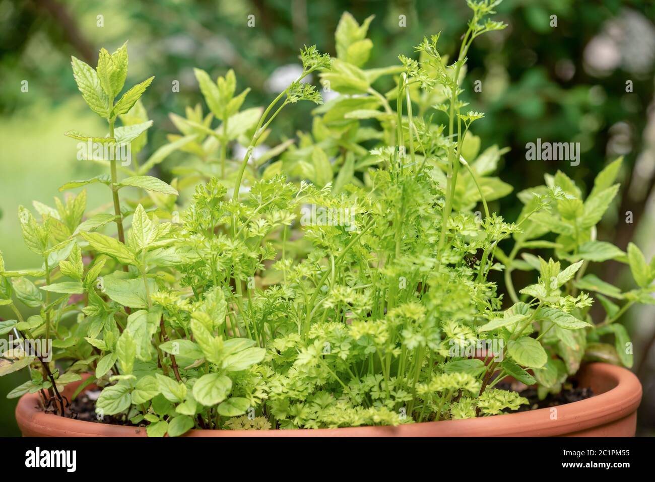 Cuisines herbes Banque D'Images