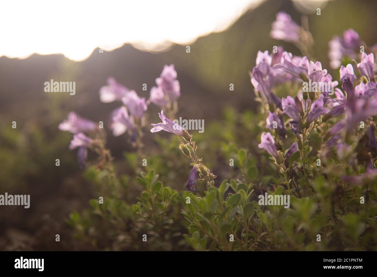 Les fleurs sauvages violets Penstemon de Belle Davidson ont grandi dans les rochers à écoulement de lave au bord du célèbre lac Clear dans le comté de Linn, en Oregon Banque D'Images
