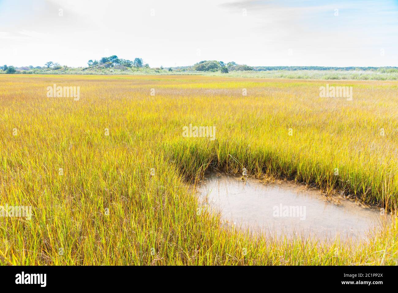 Marais de Sengekontake Pond sur Martha's Vineyard, Nerw, Angleterre, États-Unis. Banque D'Images