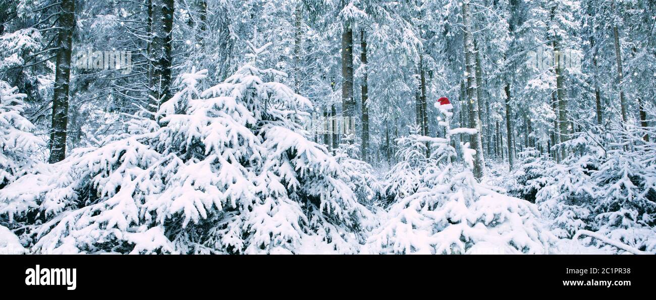 Chapeau de Père Noël rouge sur le sapin en forêt d'hiver. Arrière-plan de Noël. Banque D'Images