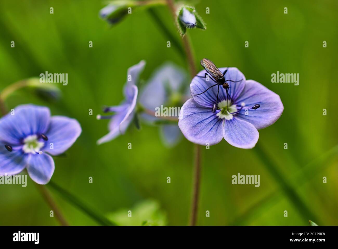 Photo en gros plan d'un petit insecte sur une fleur violette Banque D'Images