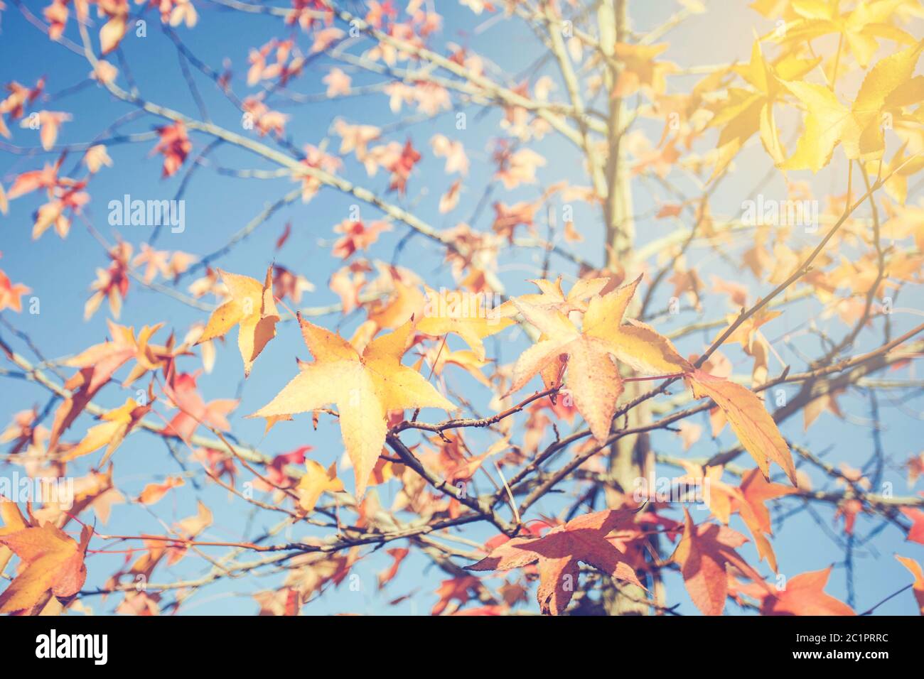 Les feuilles colorées sur l'arbre avec ciel nuageux ciel bleu en arrière-plan, texture de fond saison automne Banque D'Images
