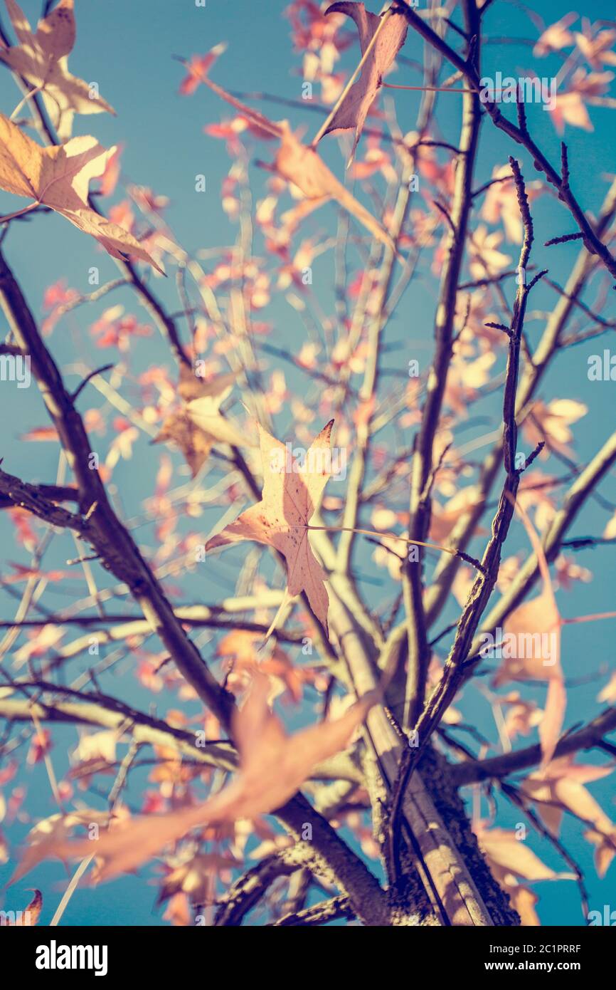 Les feuilles colorées sur l'arbre avec ciel nuageux ciel bleu en arrière-plan, texture de fond saison automne Banque D'Images