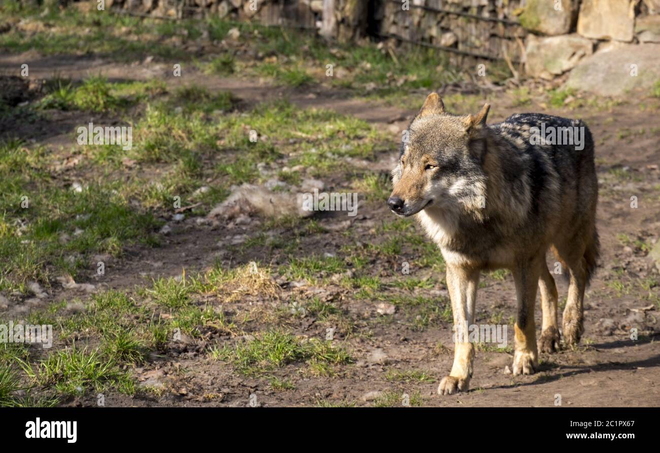Loup de der (Canis lupus) Banque D'Images