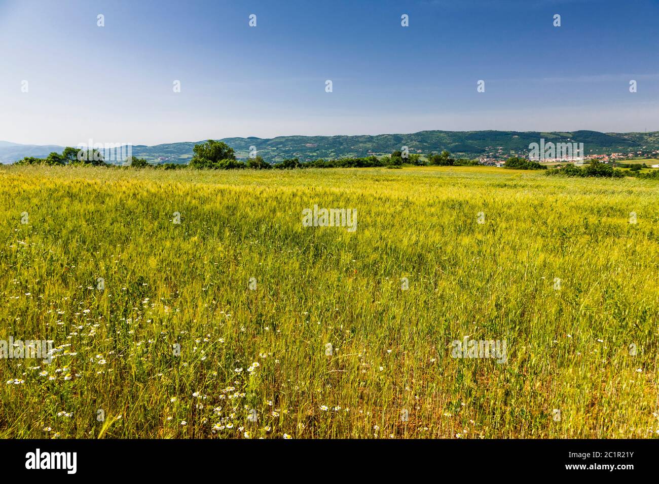 Paysage de la Macédoine, champs de blé de la Macédoine, banlieue de Serres, Macédoine centrale, Grèce, Europe Banque D'Images