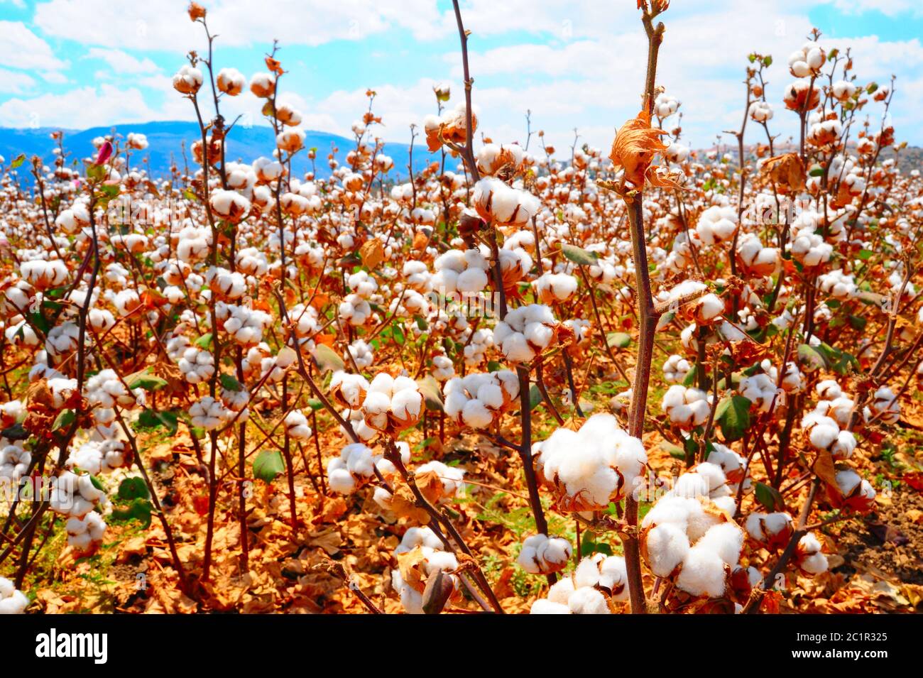 Fond de champ de coton Banque D'Images
