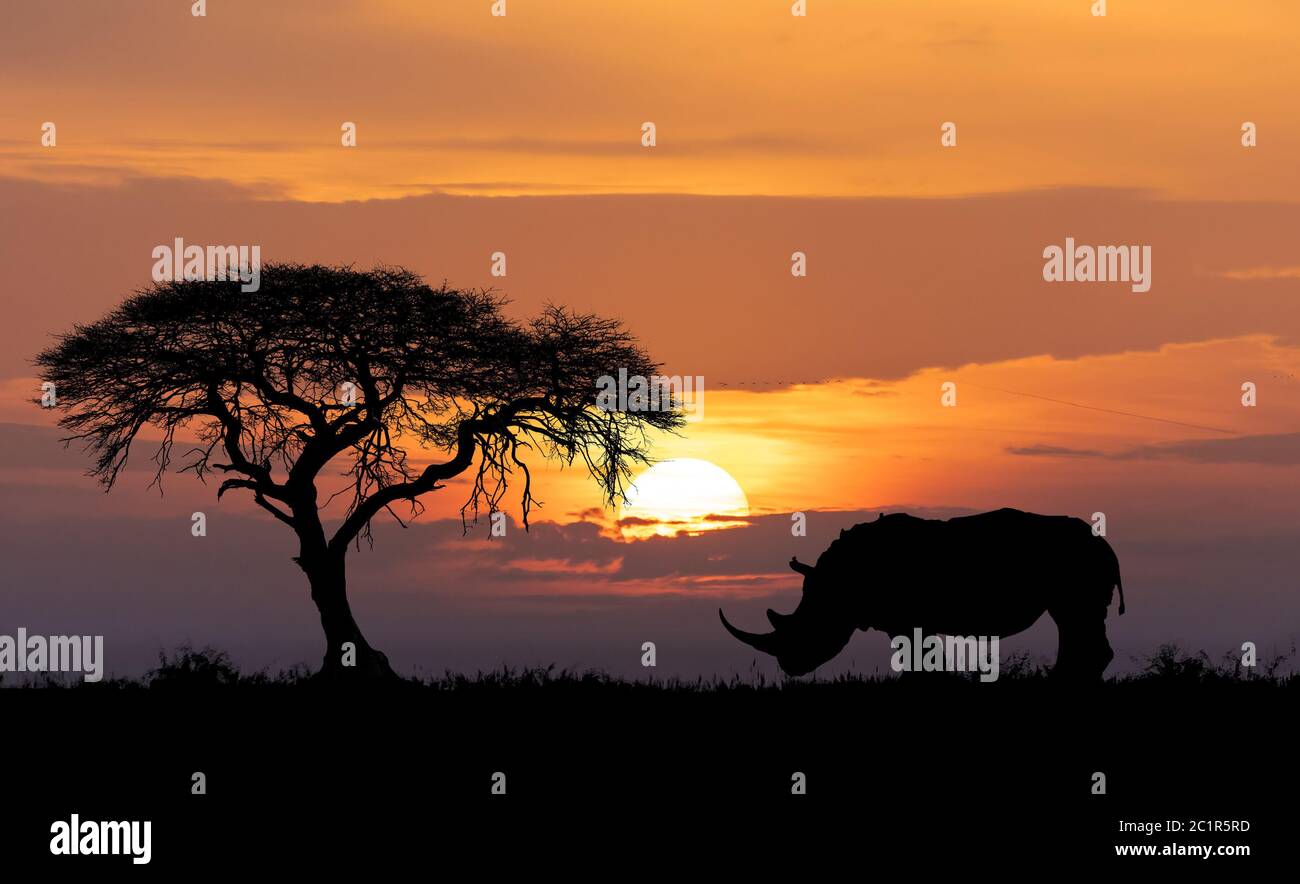 La faune sauvage de l'Afrique et concept Banque D'Images