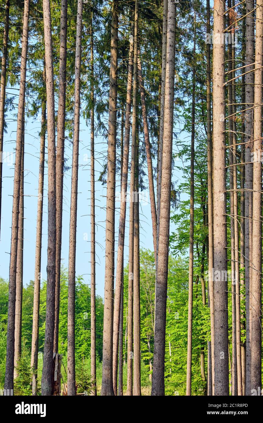 Les épinettes élevé vu dans une forêt allemande Banque D'Images