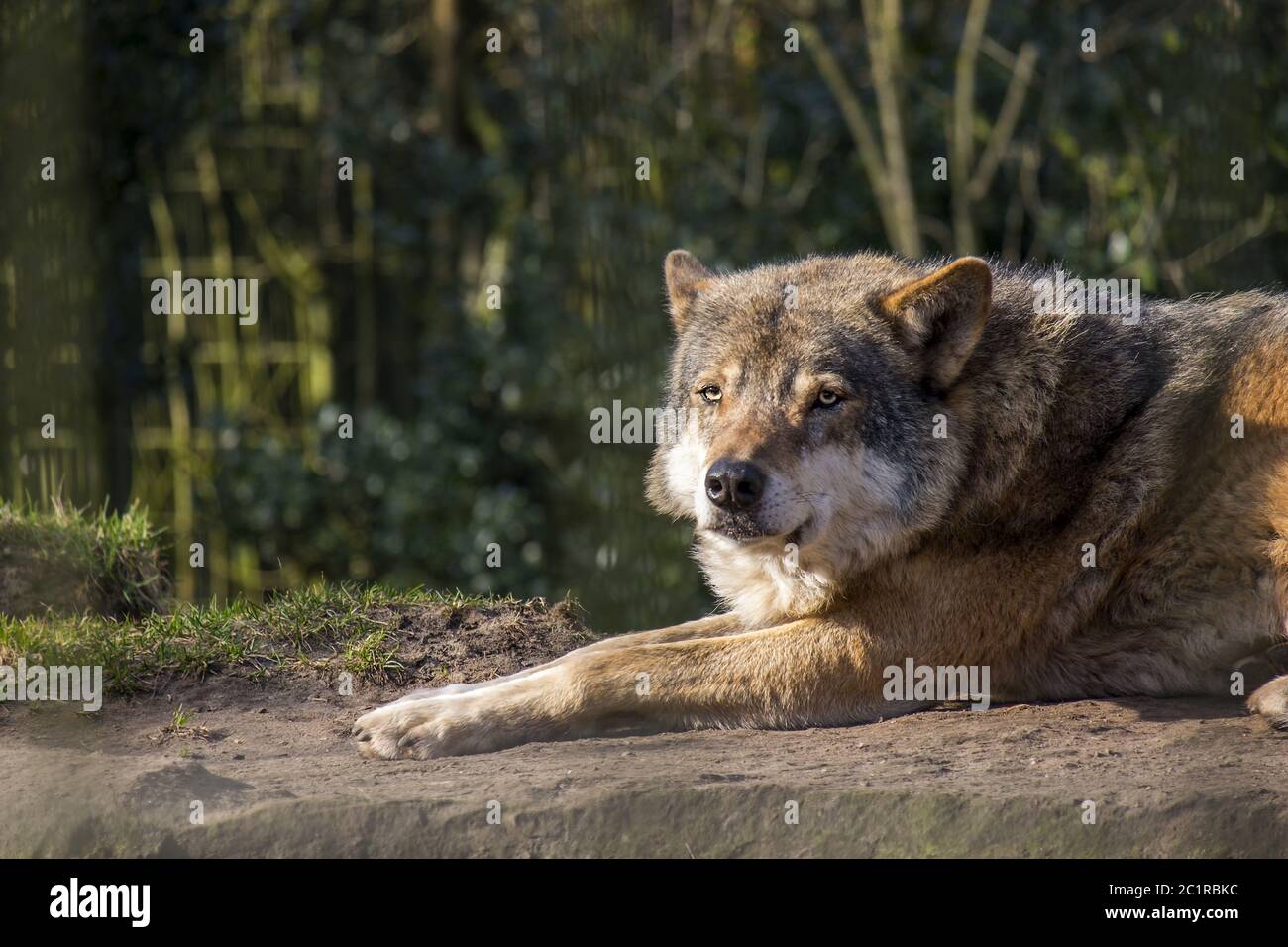 Loup de der (Canis lupus) Banque D'Images