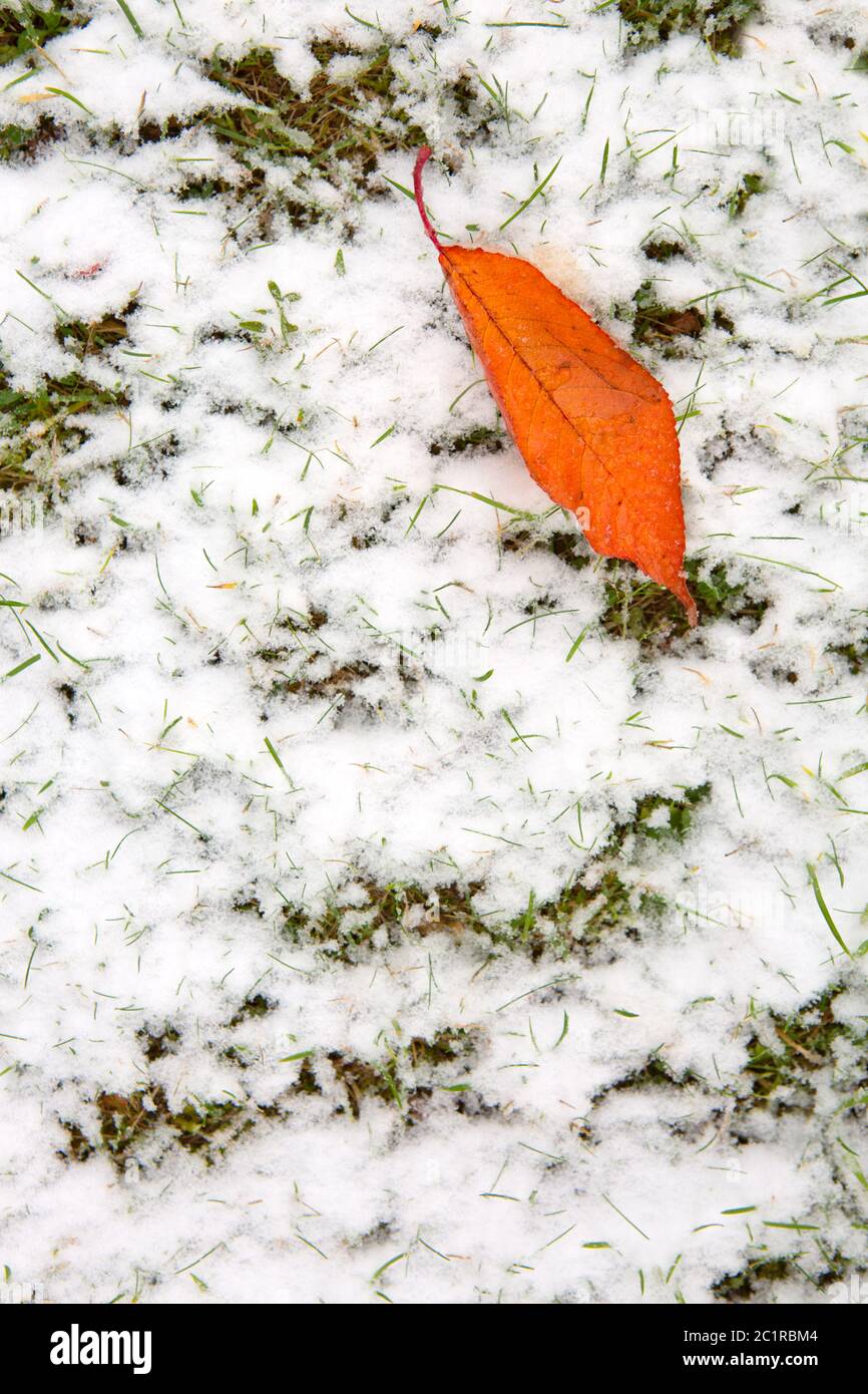 La feuille de cerisier se trouve sur la neige blanche . Arrière-plan d'hiver. Banque D'Images