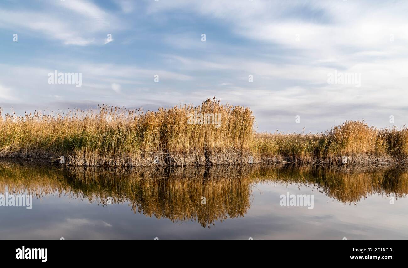 Une belle rivière avec des roseaux sur sa rive et son reflet sur l'eau. Banque D'Images