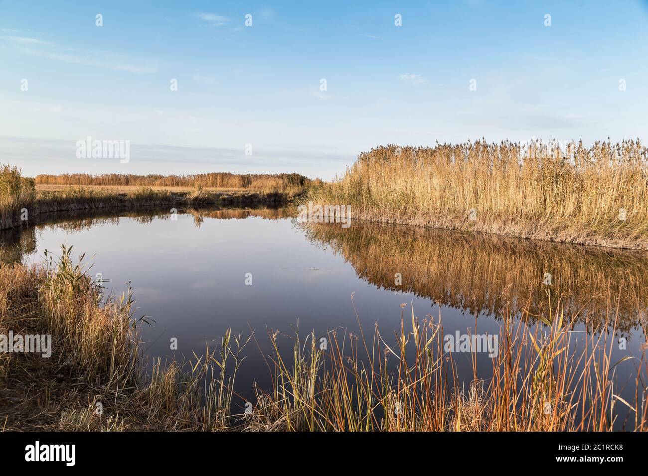 Une belle rivière avec des roseaux sur sa rive et son reflet sur l'eau. Banque D'Images