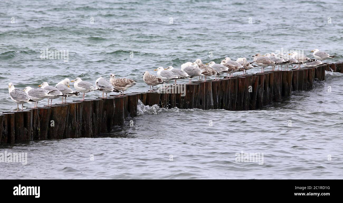 Vieux oiseaux et jeunes oiseaux de la Galle d'argent sur Buhne sur la plage de la mer Baltique Banque D'Images