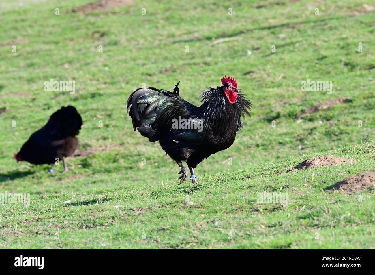 Poulet Australorp sur un pré Banque D'Images