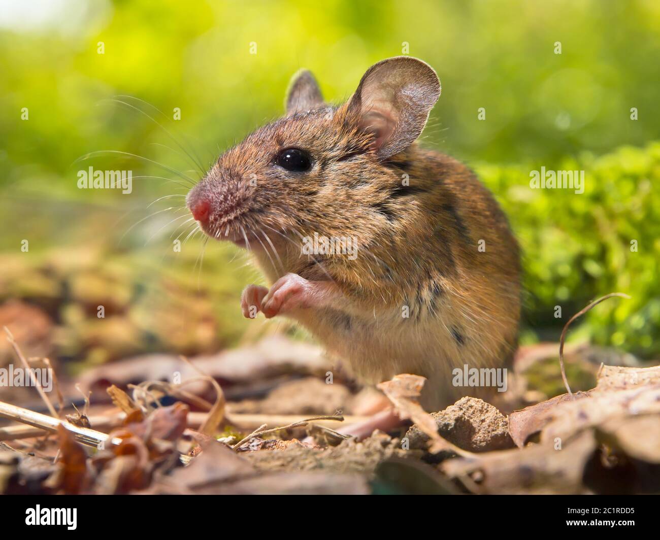 Field Mouse (Apodemus sylvaticus) sur le fond de la forêt avec les jambes  avant ensemble comme prier dans l'environnement naturel d'Habitat Photo  Stock - Alamy