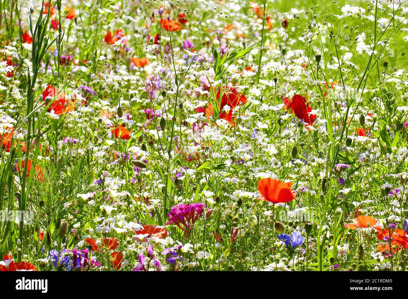 Pré des fleurs en été avec des fleurs de couleurs différentes Banque D'Images