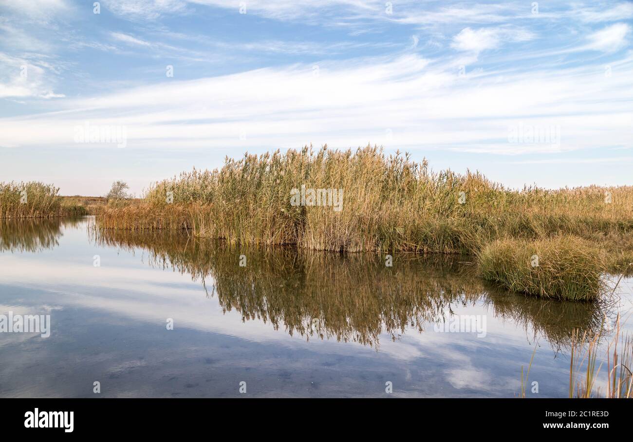 Une belle rivière avec des roseaux sur sa rive et son reflet sur l'eau. Banque D'Images