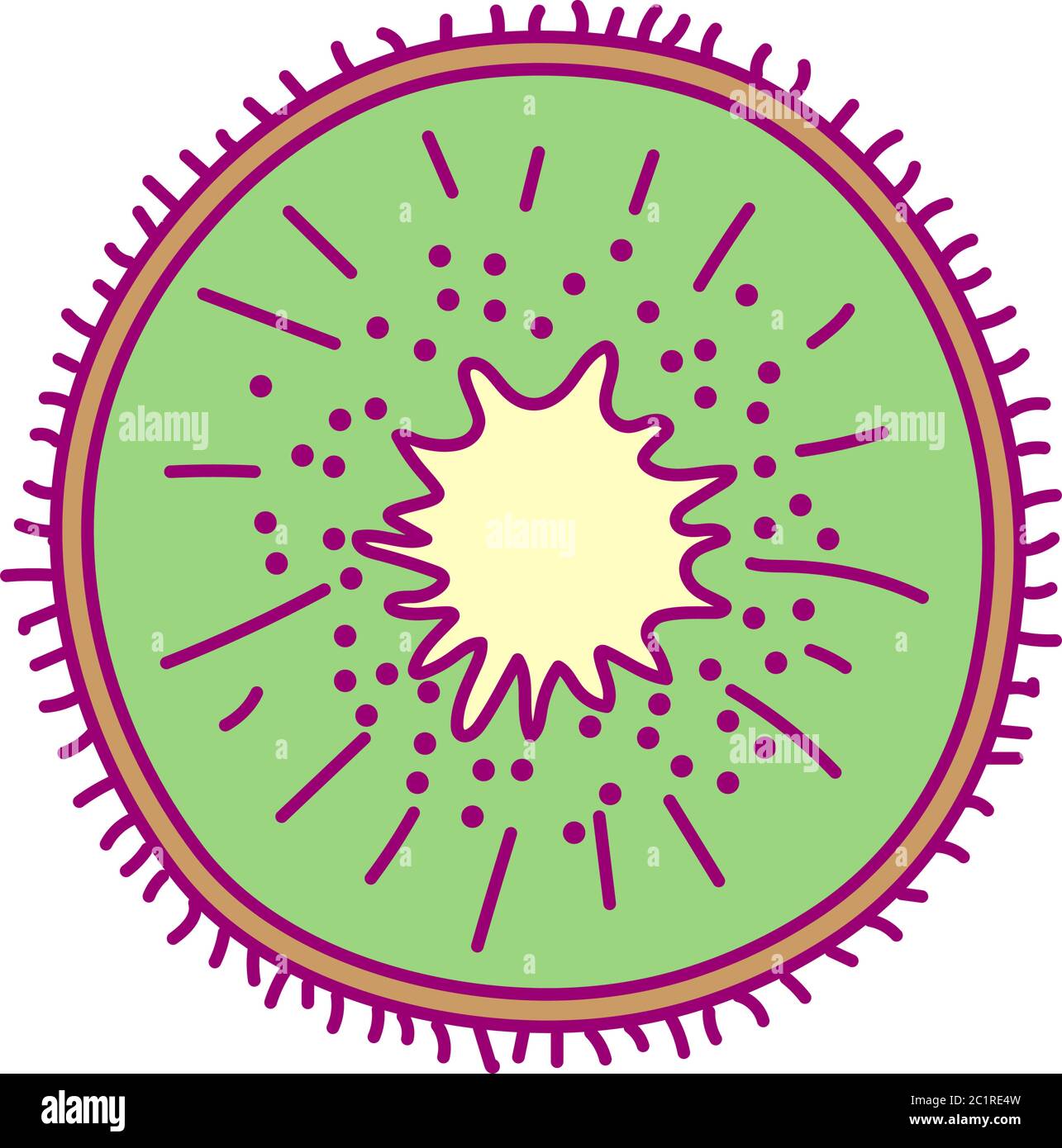 vecteur mignon fruit dessin clipart coupé kiwi Illustration de Vecteur