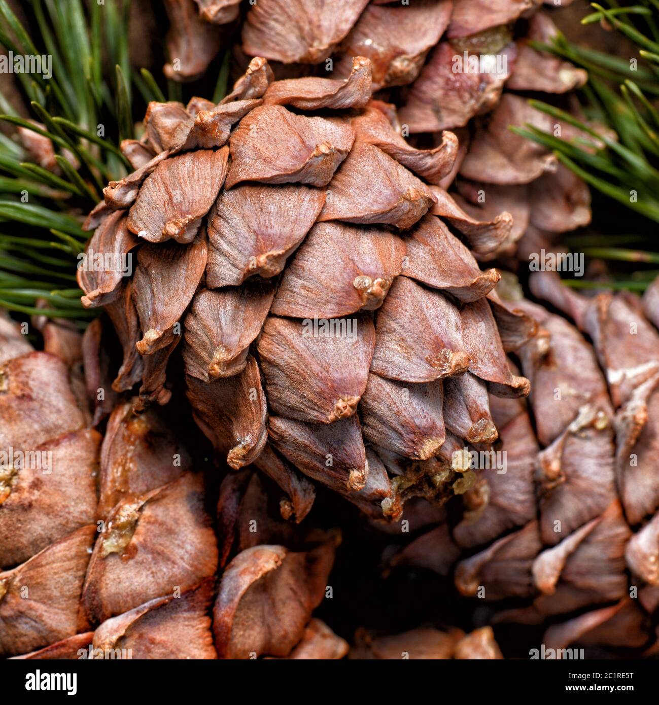 Branche de cèdre avec cônes de près Banque D'Images