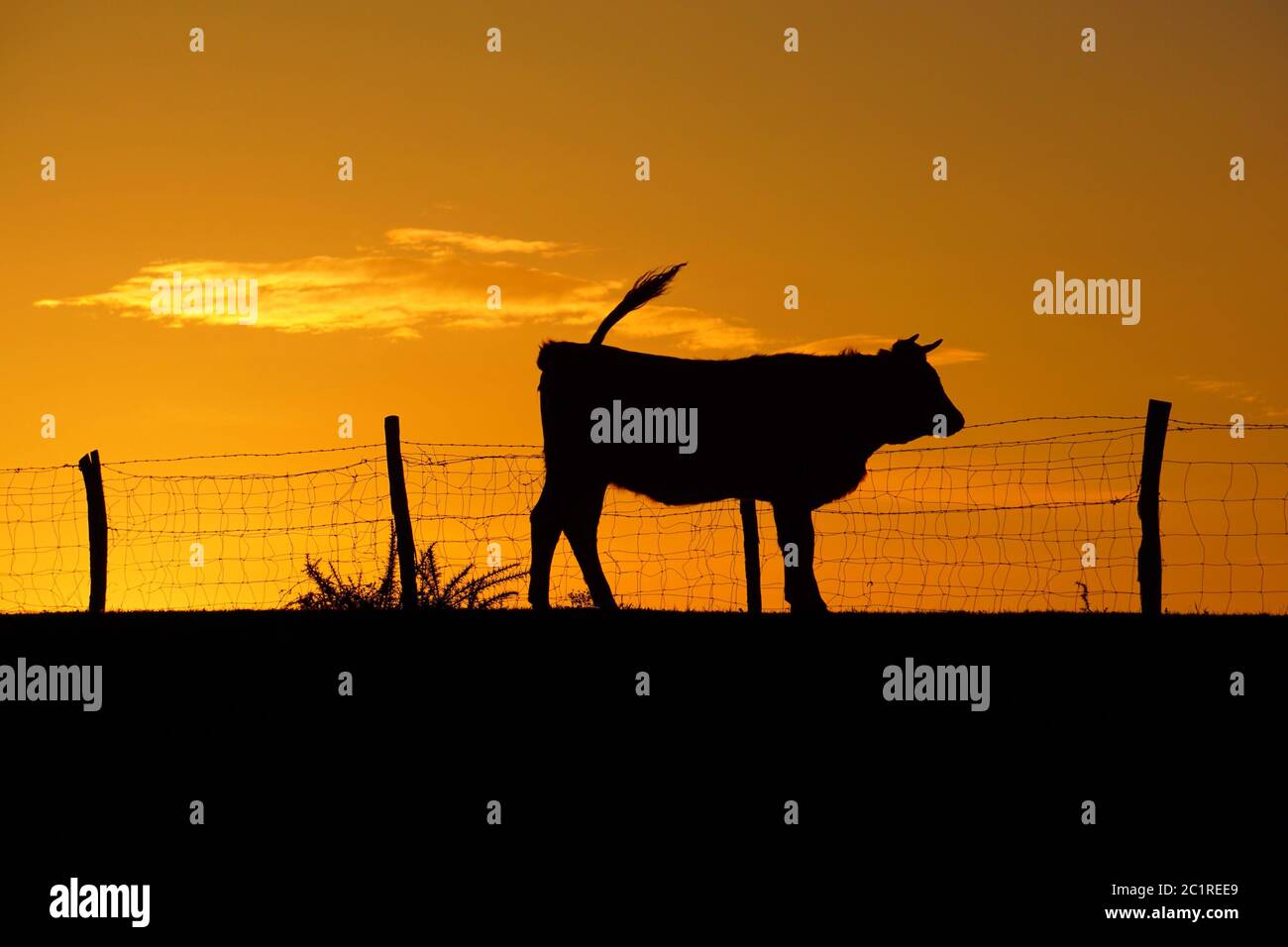 vache et soleil au coucher du soleil Banque D'Images