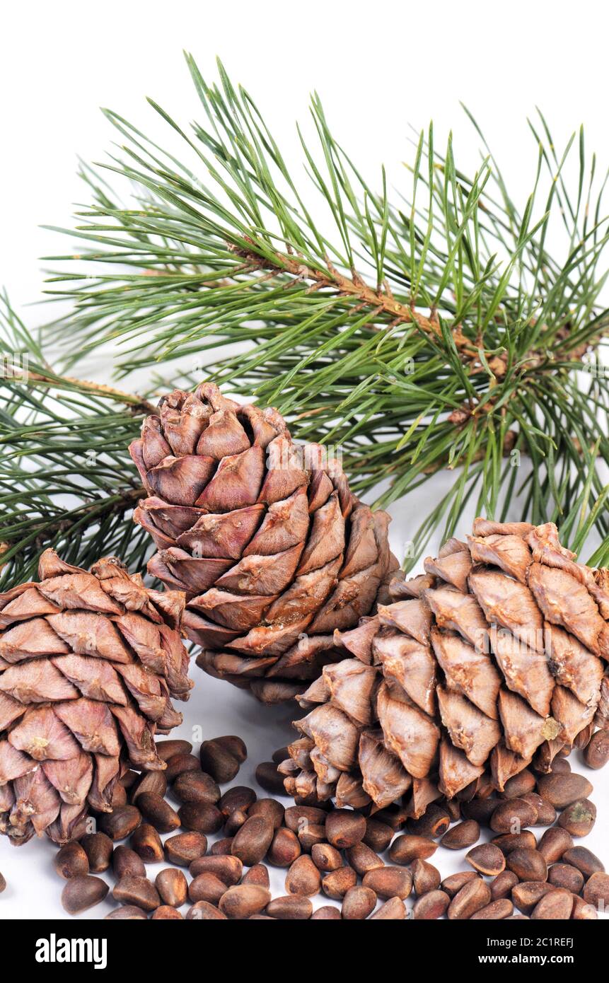 Branche de cèdre avec cônes de près Banque D'Images