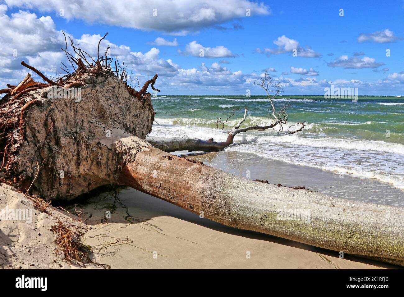 Hêtre déraciné sur la plage de la mer Baltique de DarÃŸer Banque D'Images