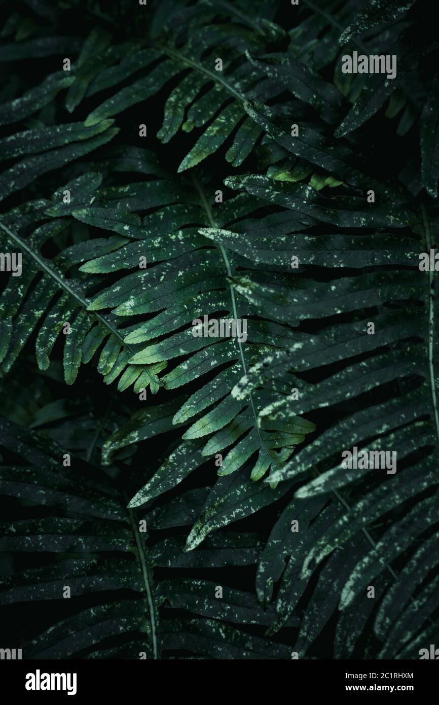 La texture des feuilles de plantes vertes Banque D'Images