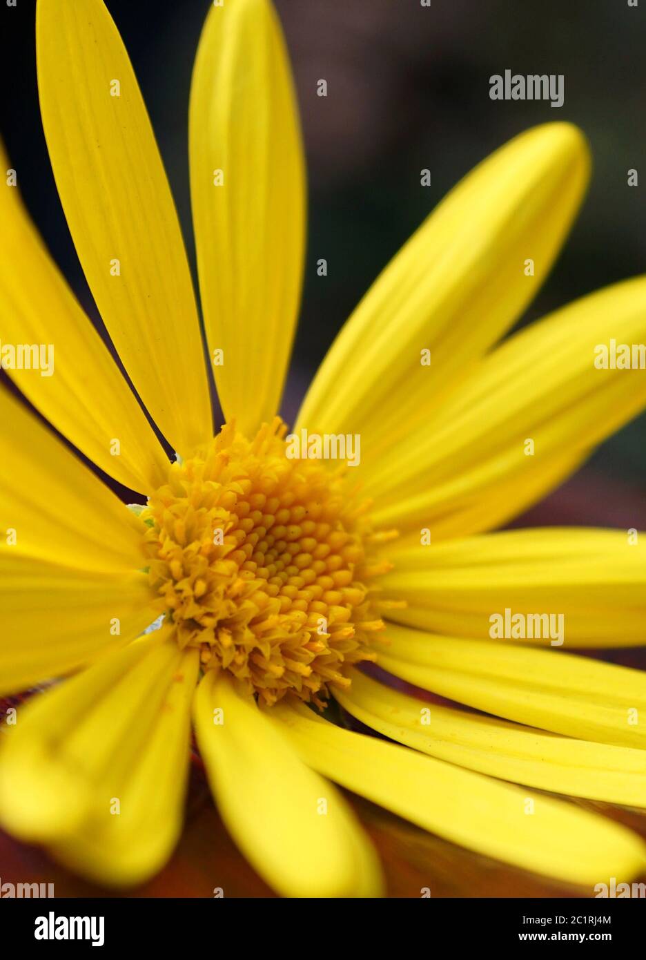 Plante à fleurs jaunes Banque D'Images
