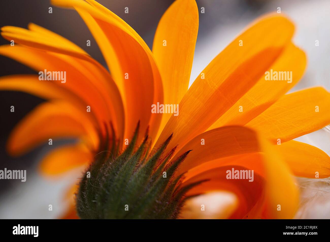 pétales de fleur orange Banque D'Images
