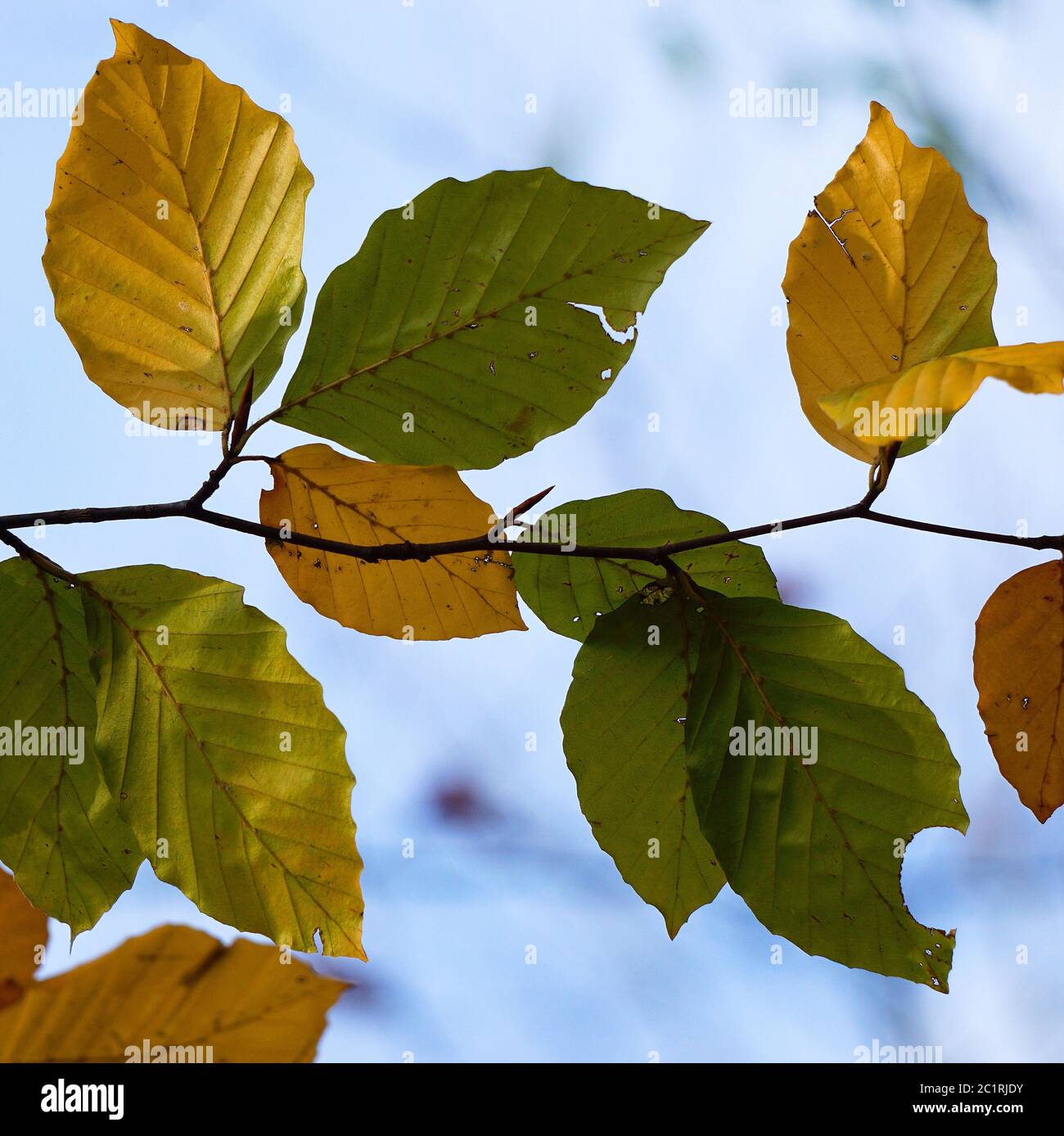 texture des feuilles vertes de l'arbre Banque D'Images