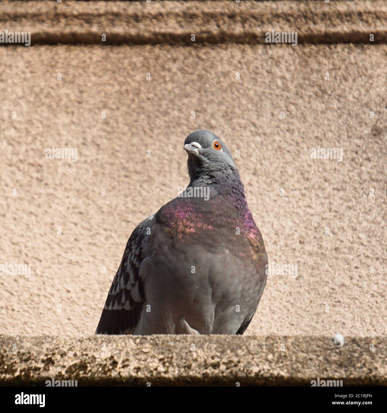 pigeon dans la nature Banque D'Images