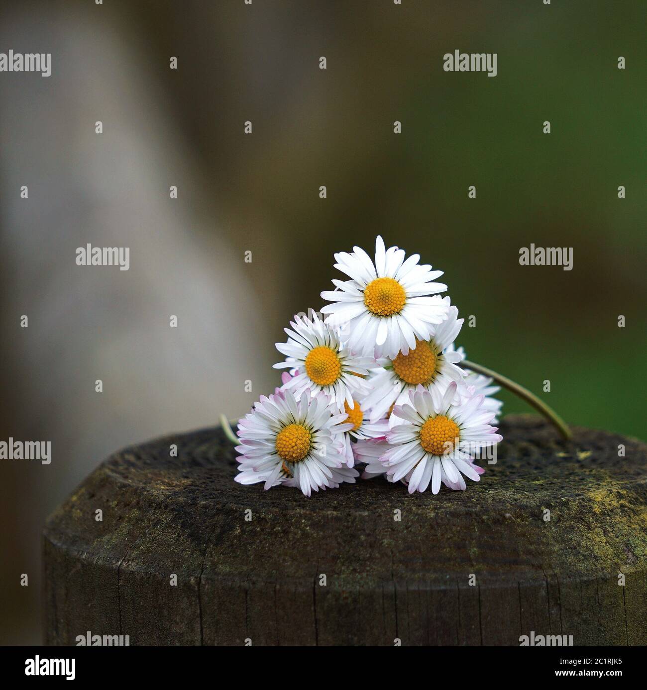 Daisy fleur plante Banque D'Images