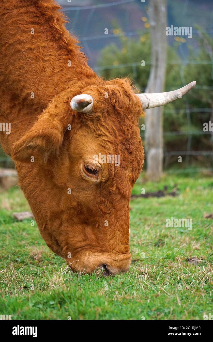 Portrait de vache brun Banque D'Images