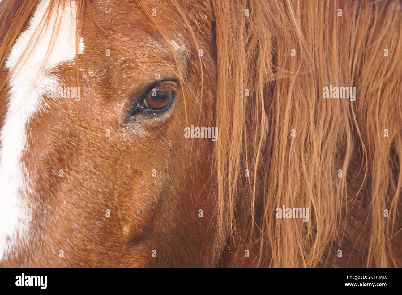 portrait de cheval brun dans la ferme Banque D'Images