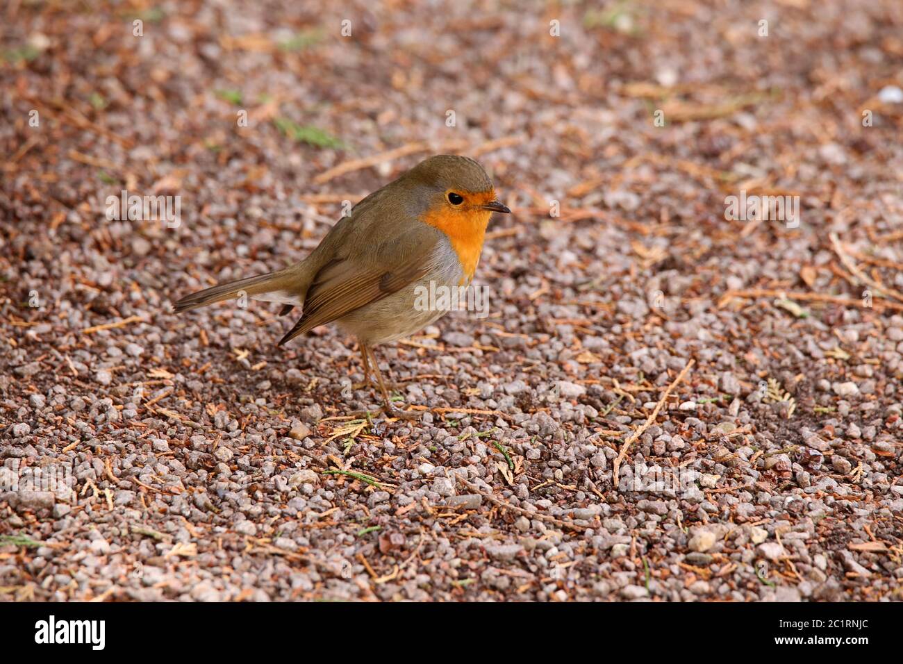 Gorge rouge erithacus rubecula Banque D'Images Gorge rouge erithacus rubecula Banque D'Images