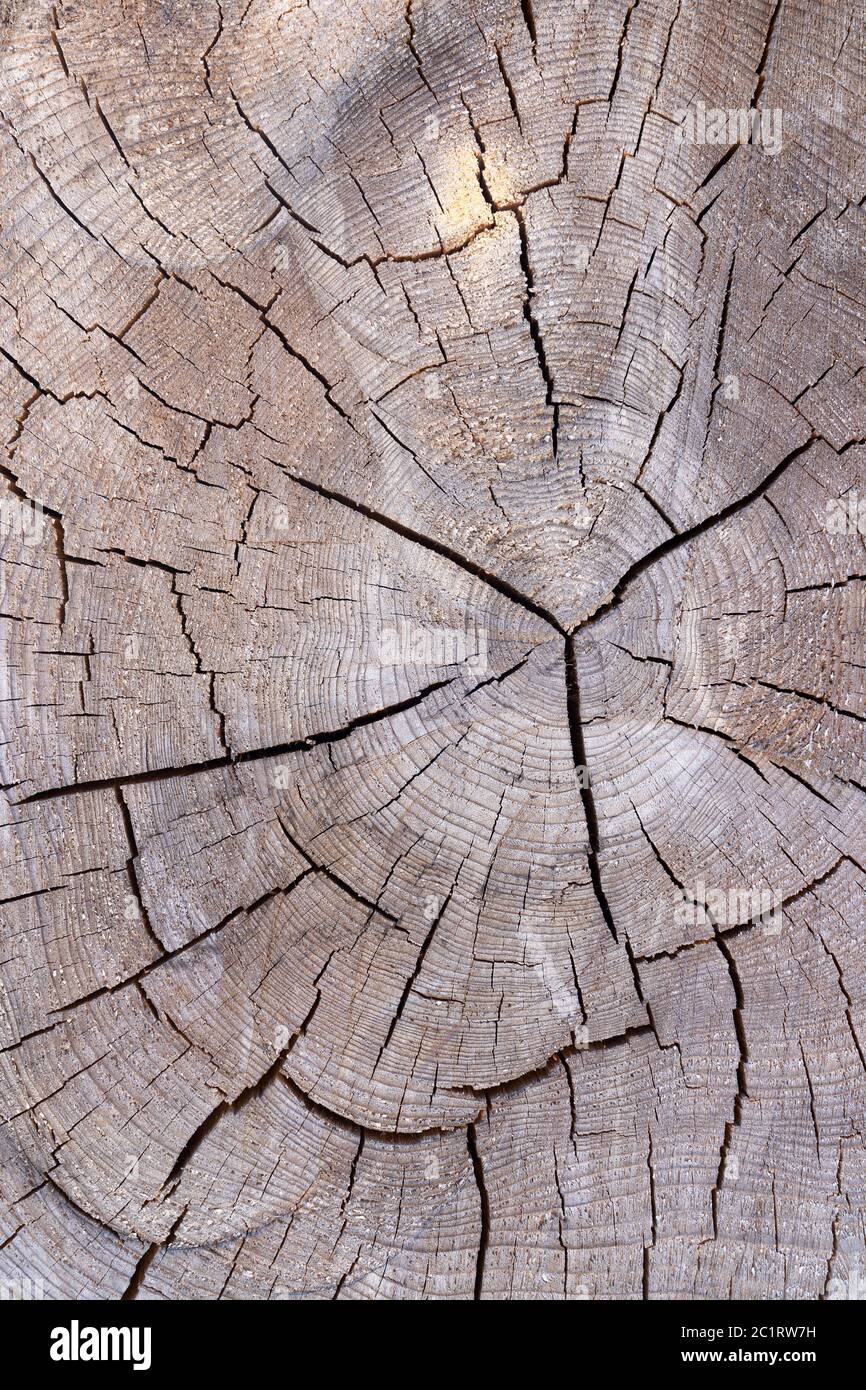 Noyau avec anneaux annuels d'un tronc d'arbre fortement fissuré en format portrait Banque D'Images