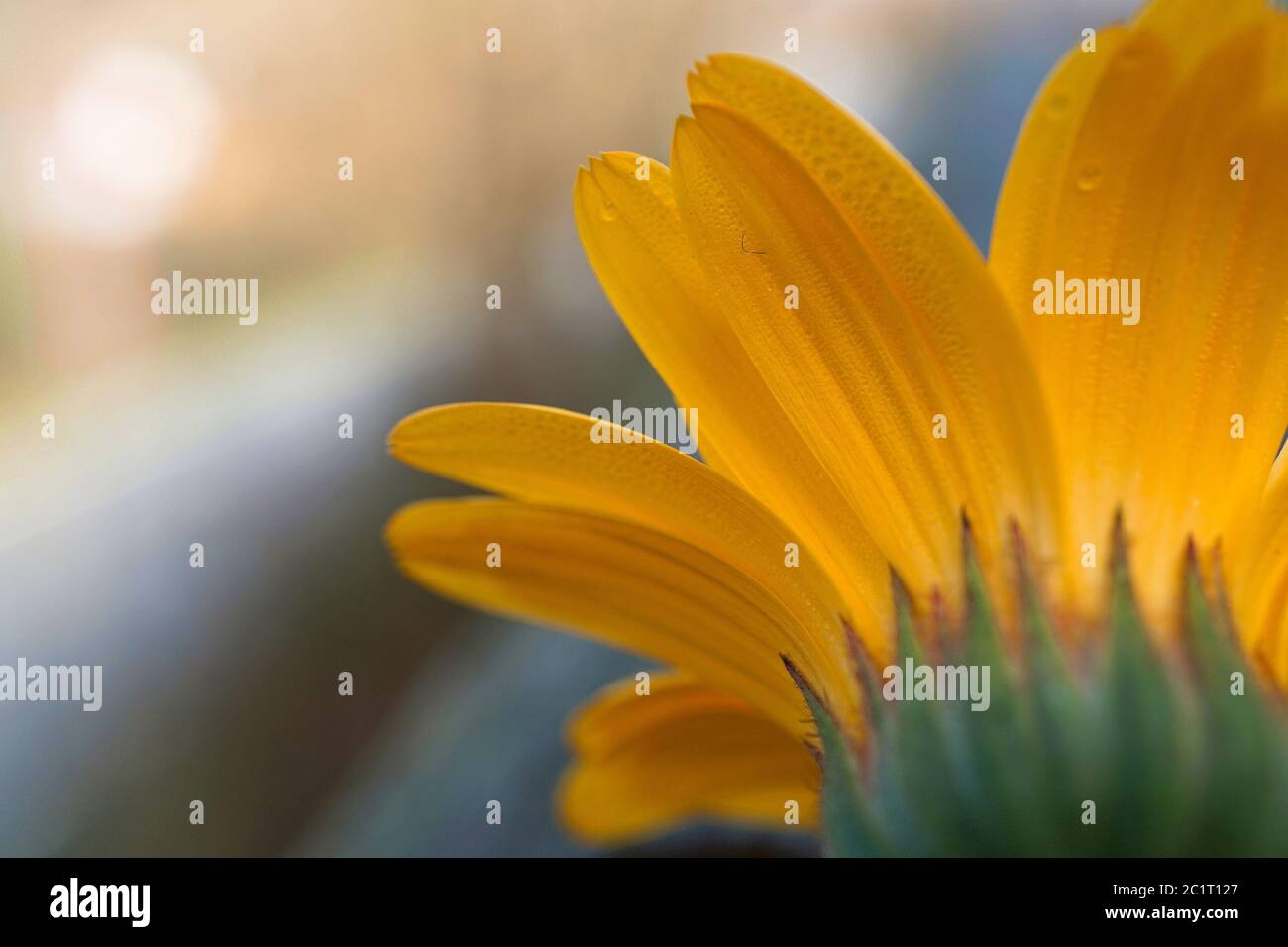 pétales de fleur orange Banque D'Images
