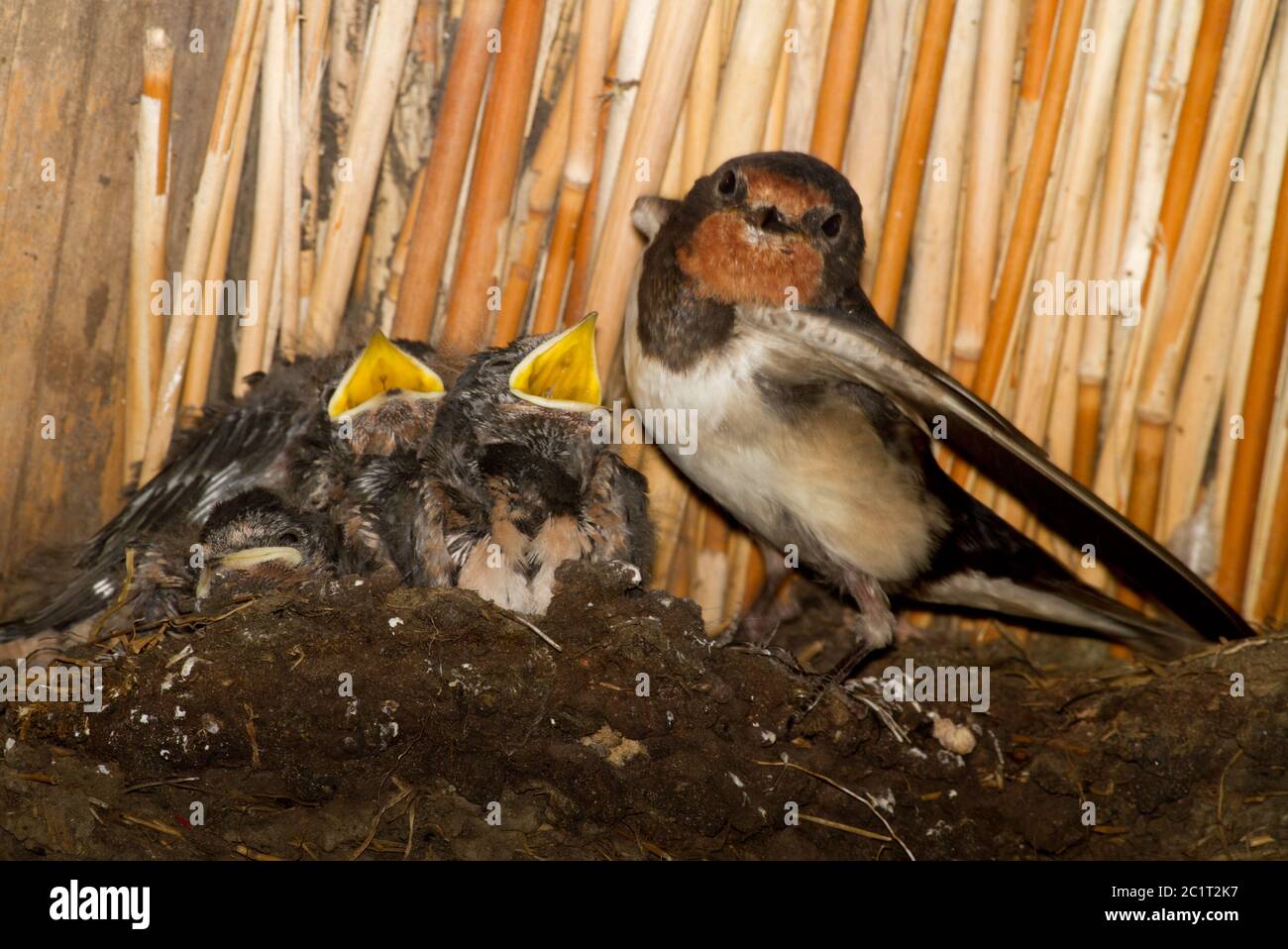 Jeunes bernades, Hirundo rustica, nichent dans une grange de ferme, avec leur mère fière Banque D'Images