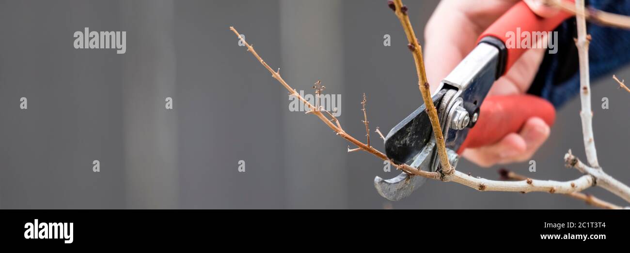 Élaguer les branches d'arbre tôt au printemps Banque D'Images