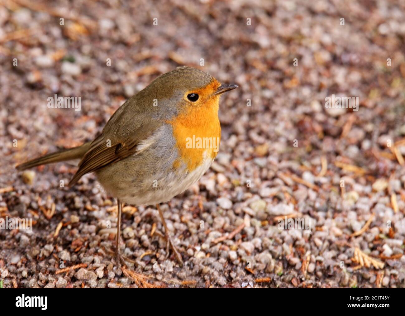 Gorge rouge erithacus rubecula en mars Banque D'Images Gorge rouge erithacus rubecula en mars Banque D'Images