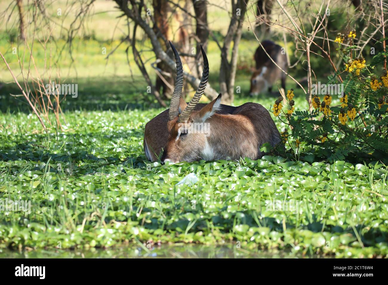 Waterbucks au lac Naivasha au Kenya Banque D'Images