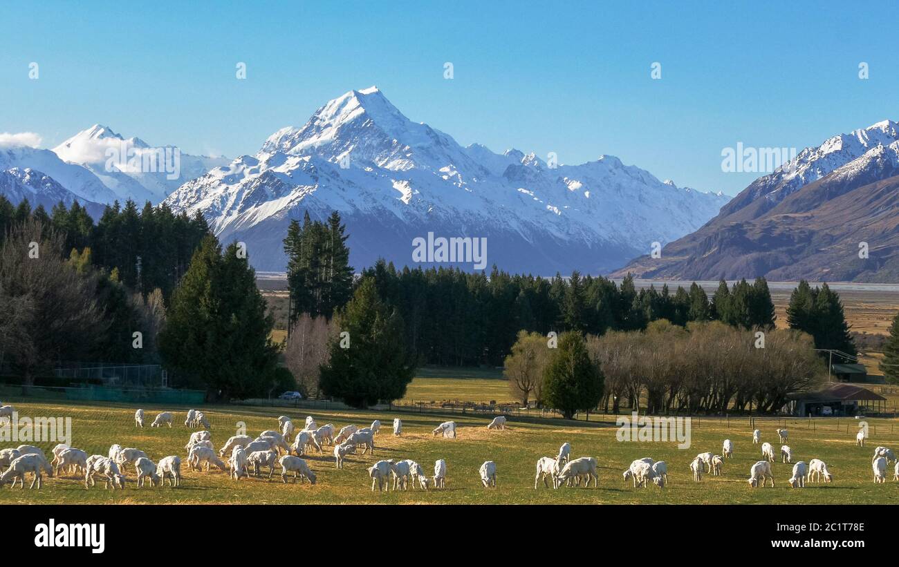 des moutons fraîchement shorn se broutent avec la mt cook de la nouvelle-zélande qui s'élève au loin Banque D'Images