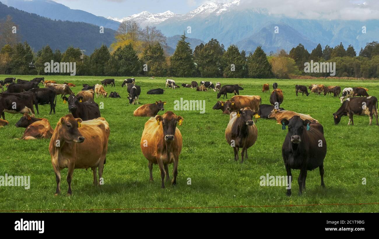 troupeau de vaches laitières dans une ferme en nouvelle-zélande Banque D'Images