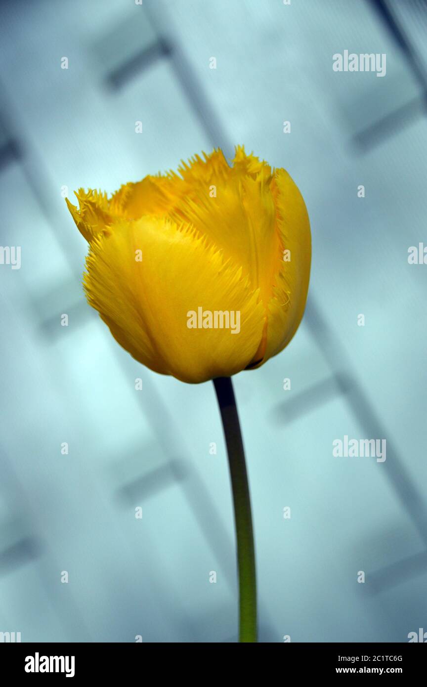 Tulipe jaune vif à frange simple « Crystal Star » cultivée dans une frontière anglaise. Banque D'Images