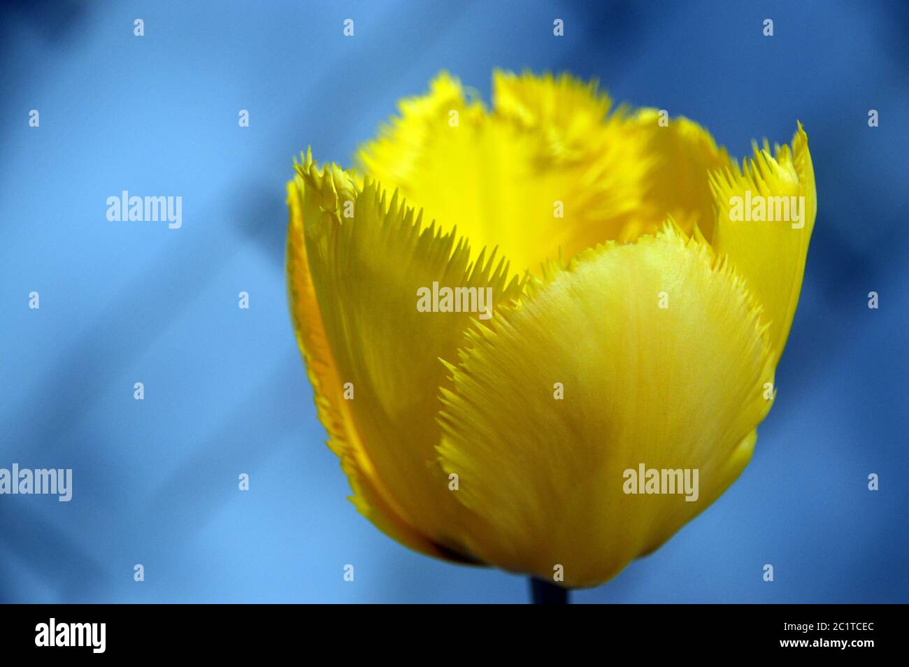 Tulipe jaune vif à frange simple « Crystal Star » cultivée dans une frontière anglaise. Banque D'Images