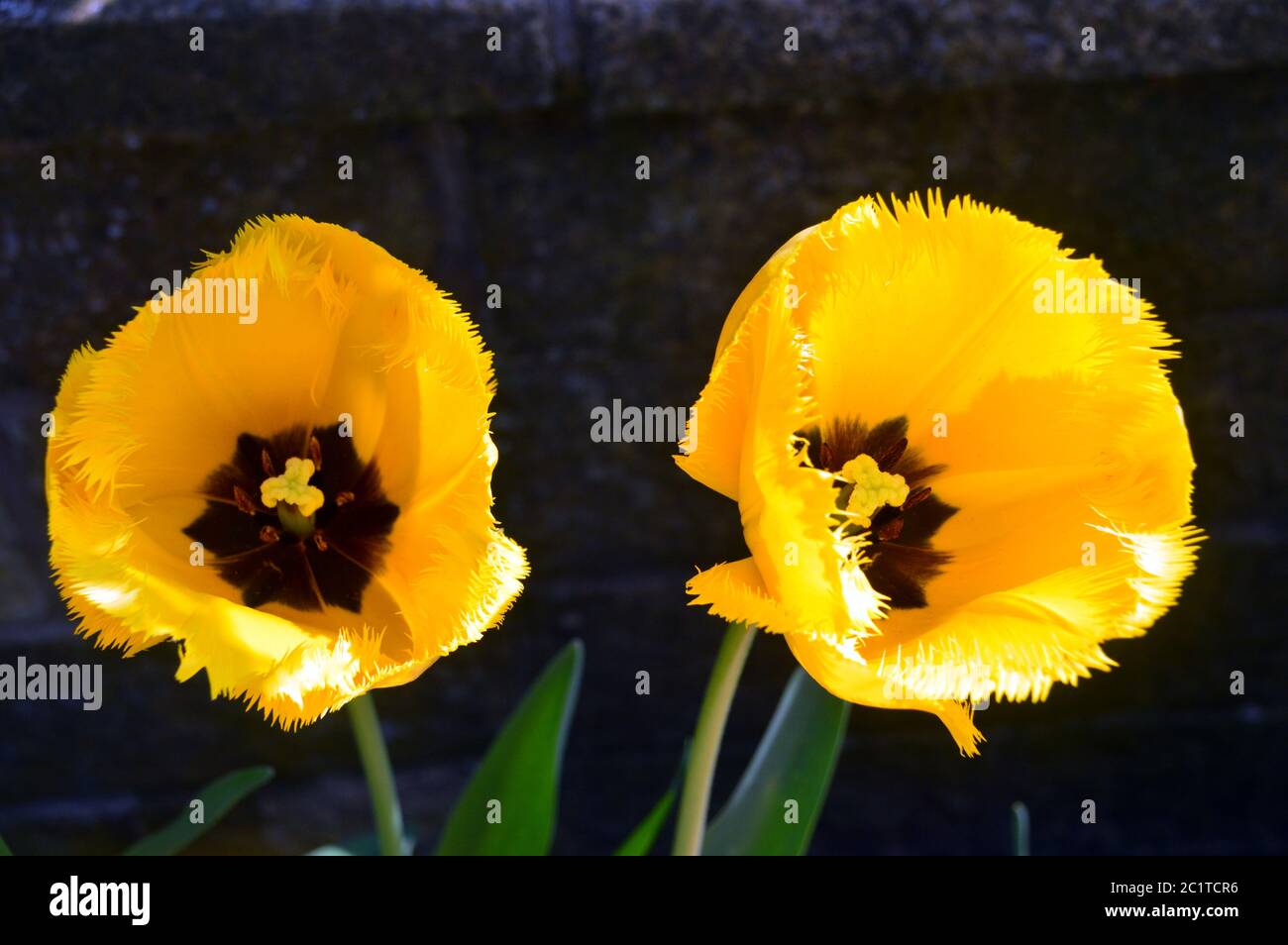 Deux tulipes à frange jaune vif « Crystal Star » cultivées dans une frontière de jardin anglaise. Banque D'Images
